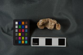 Media type: image;   Vertebrate Paleontology VPM-3682 Description: Photograph of the jaw in occlusal view of MCZ VPM-3682, Tomarctus thomasi.;